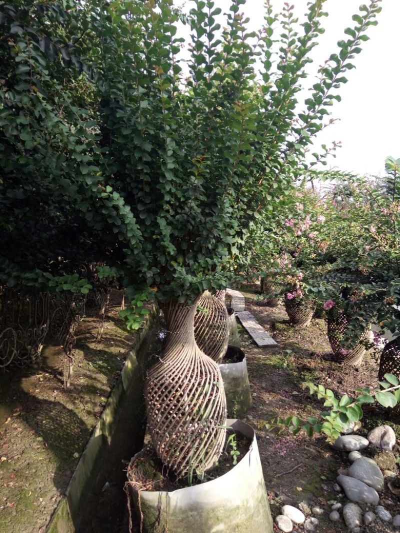 四川高杆桂花，樱花，紫薇，紫薇花瓶等