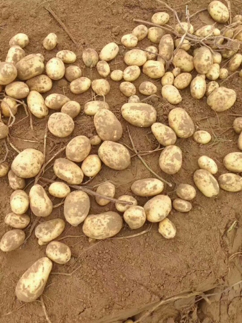陕西榆林定边黄心土豆产地直供，皮毛好一手货源全国发货，