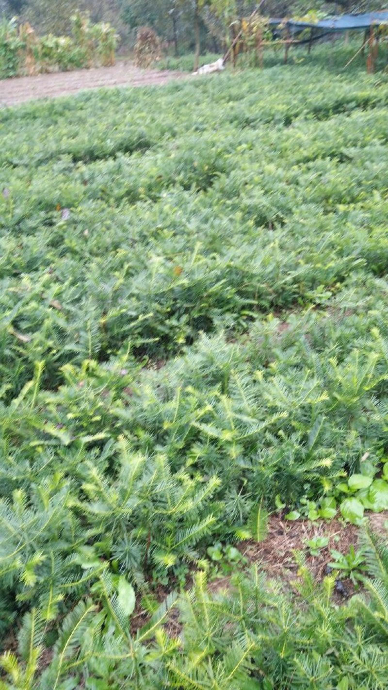 三尖杉基地直销物美价廉欢迎选购