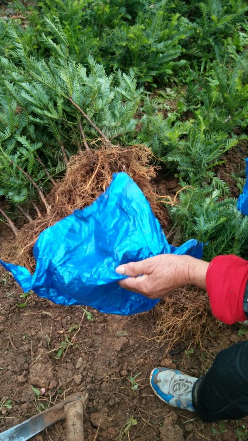 三尖杉基地直销物美价廉欢迎选购