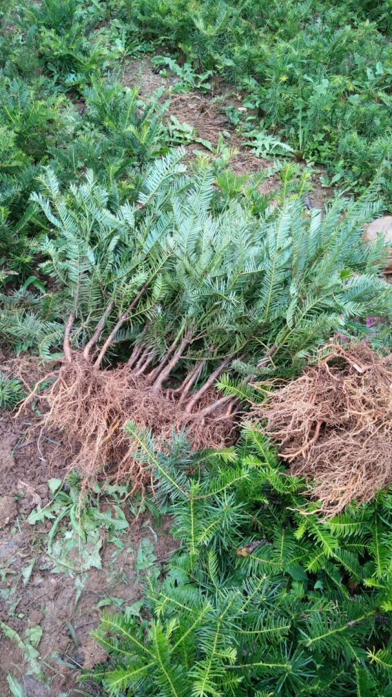 三尖杉基地直销物美价廉欢迎选购