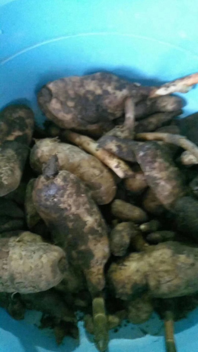 【源头好货】长白山纯野生天麻胜云南昭通天然特级原皮原色