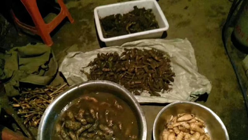 【源头好货】长白山纯野生天麻胜云南昭通天然特级原皮原色