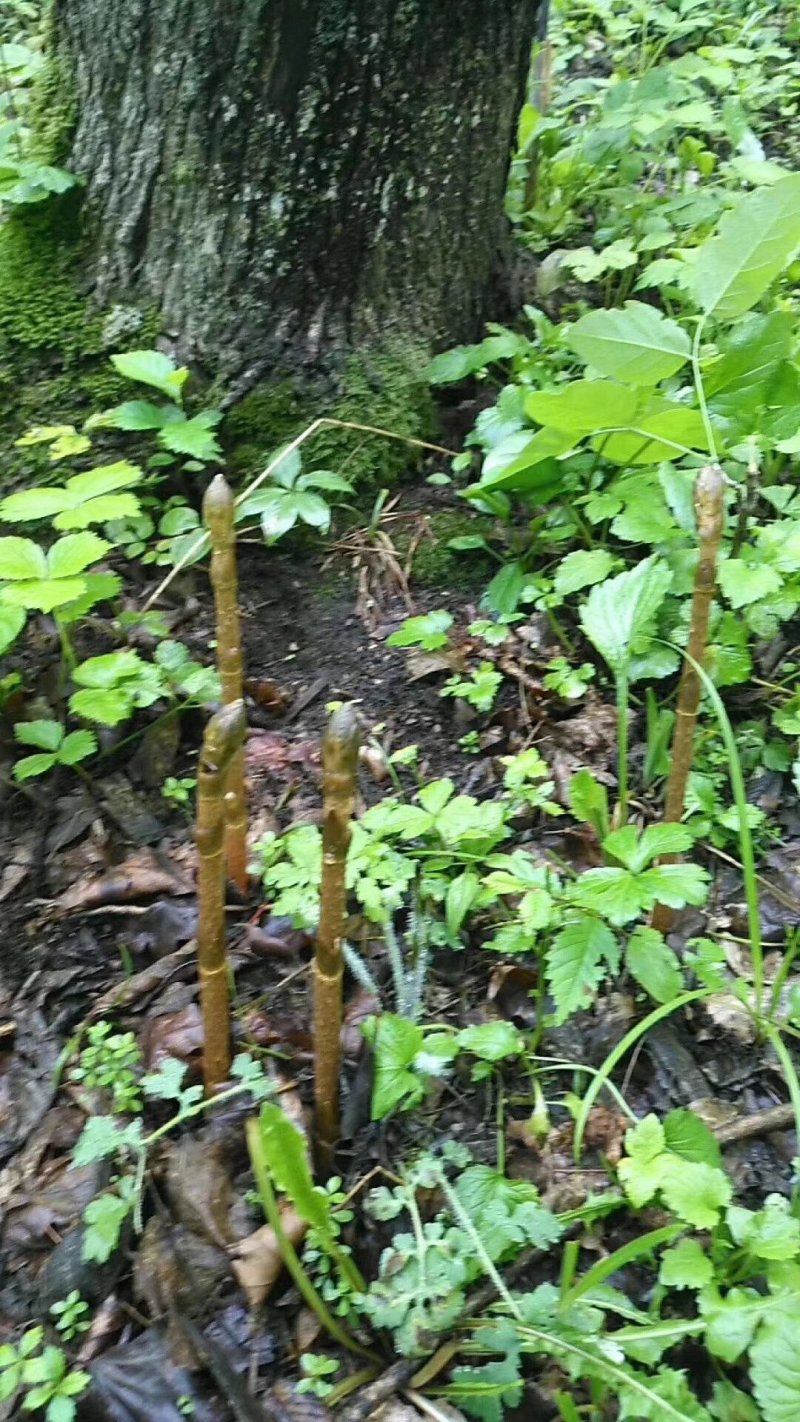 【源头好货】长白山纯野生天麻胜云南昭通天然特级原皮原色