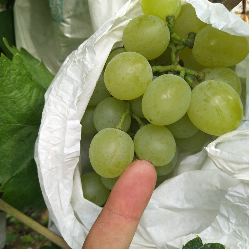 白玫瑰葡萄诚信代办