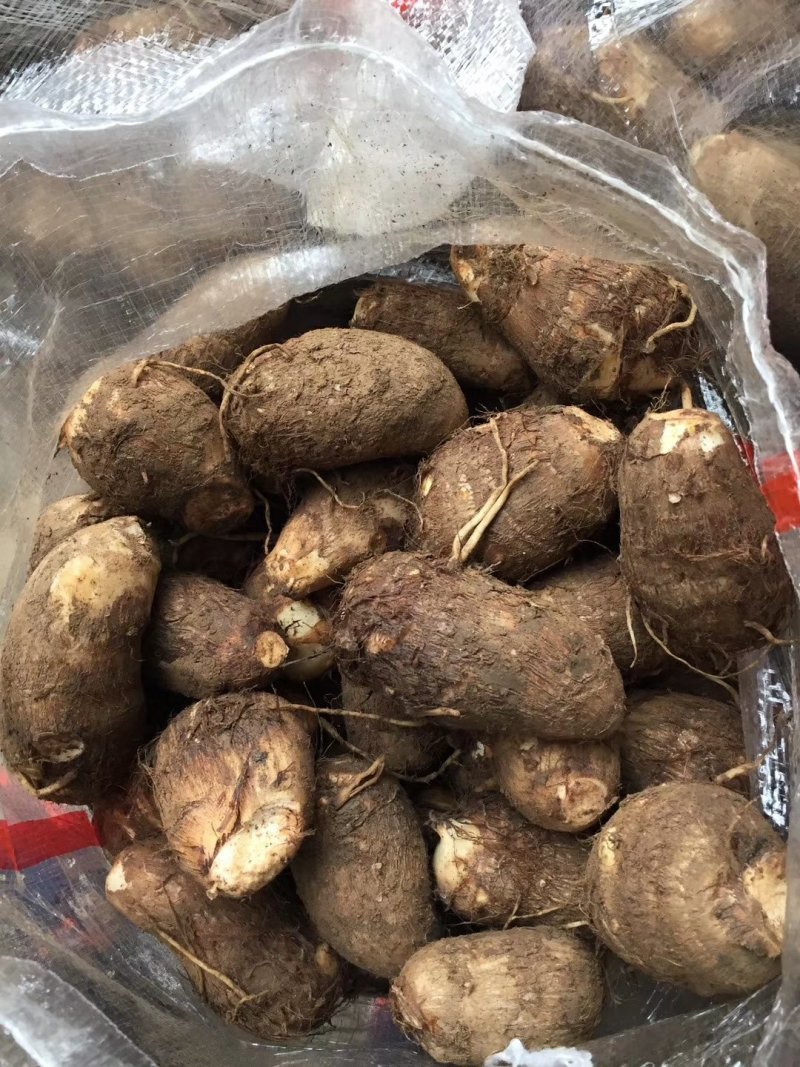山东芋头产地芋头批发8520毛芋头价格便宜
