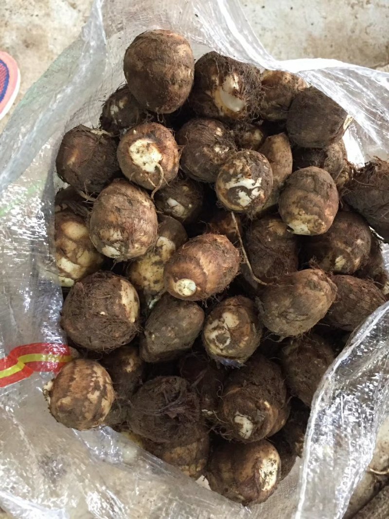 山东芋头产地芋头批发8520毛芋头价格便宜