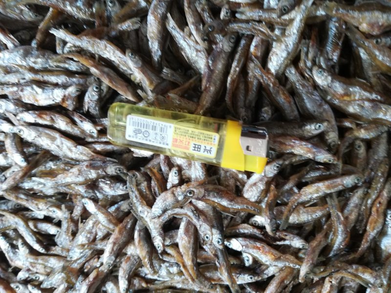 油炸白肖鱼，四五公分左右