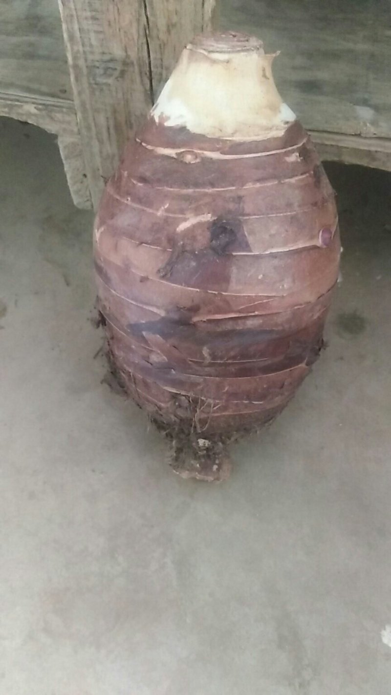 荔浦香芋