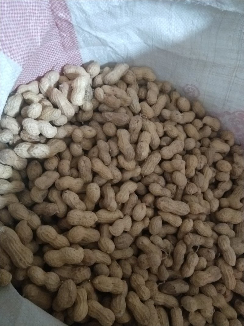带壳花生种子