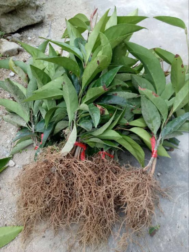 布福娜树苗20~30cm