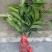 布福娜树苗20~30cm
