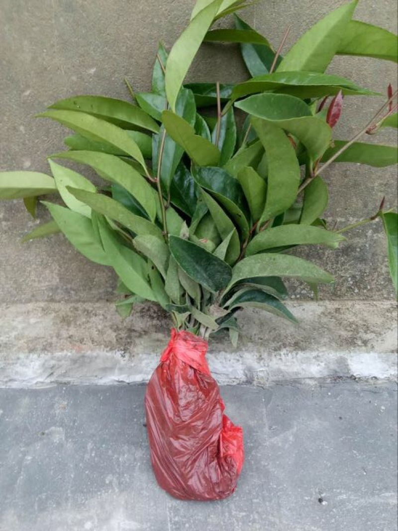 布福娜树苗20~30cm