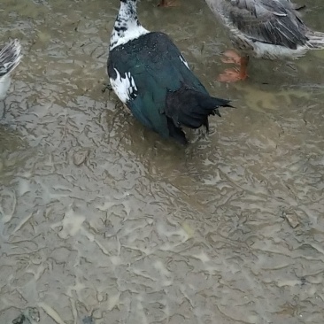 散养番鸭