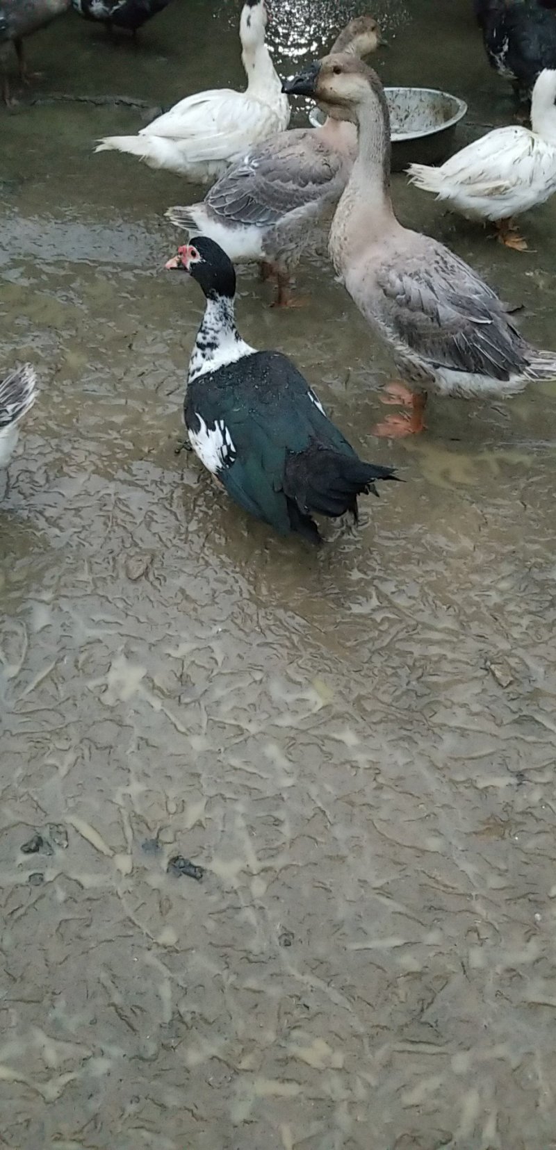 散养番鸭
