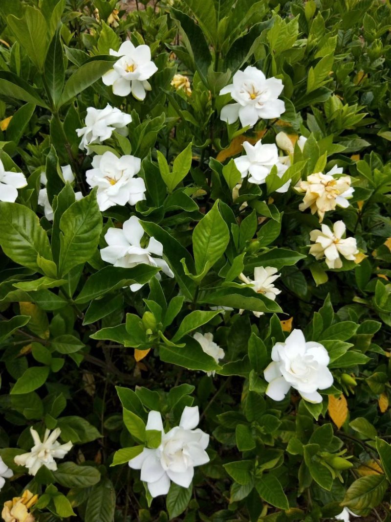 多层特香大叶栀子花(露天苗)