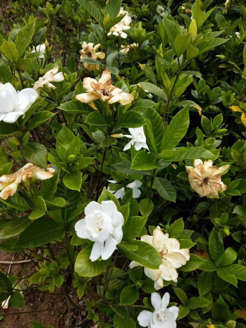 多层特香大叶栀子花(露天苗)