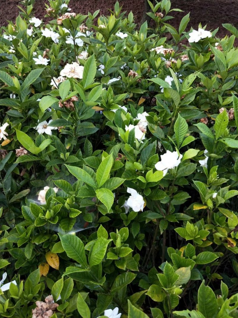 多层特香大叶栀子花(露天苗)