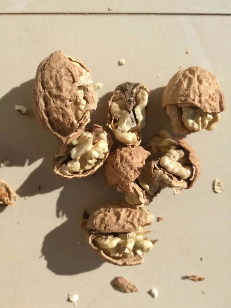 云南纸皮核桃103新货上市！