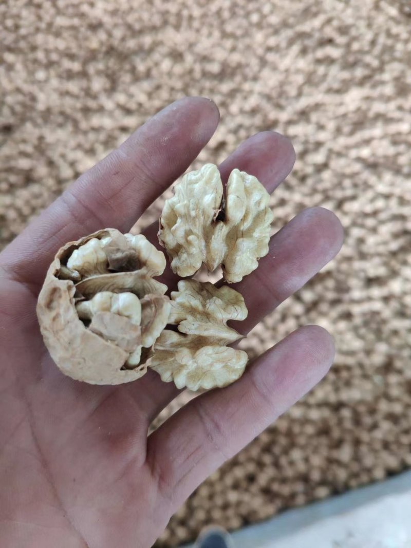 云南纸皮核桃103新货上市！