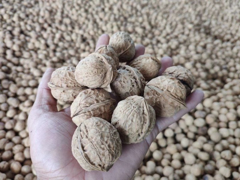 云南纸皮核桃103新货上市！