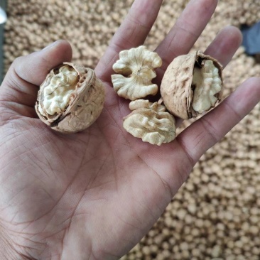 云南纸皮核桃103新货上市！
