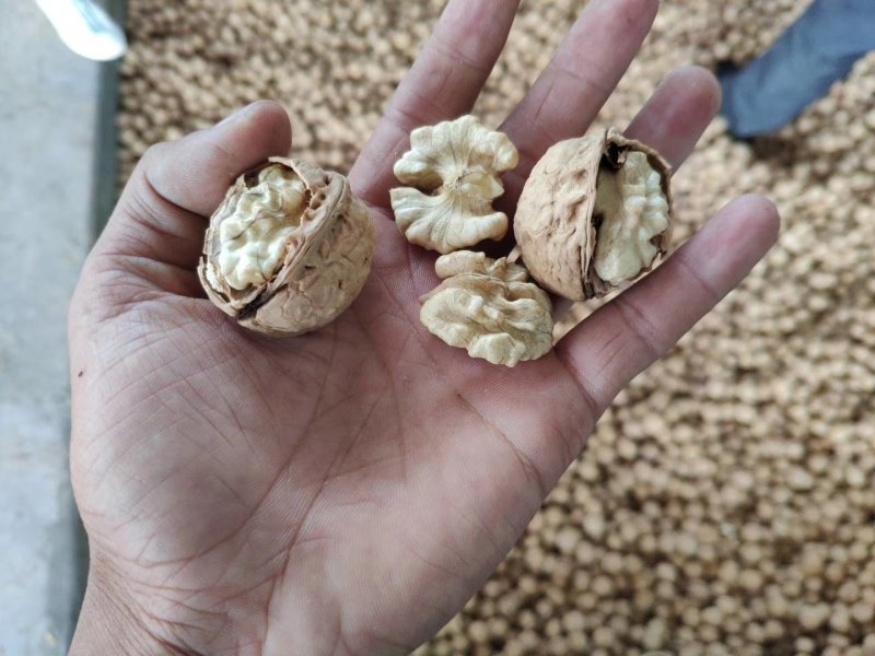 云南纸皮核桃103新货上市！