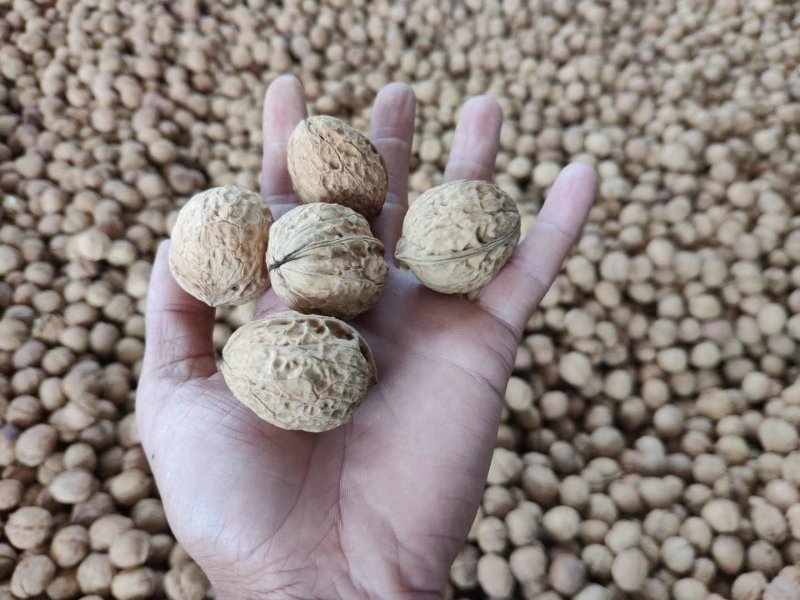 云南纸皮核桃103新货上市！