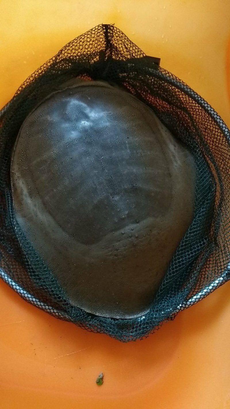 野生甲鱼（江苏盐城）