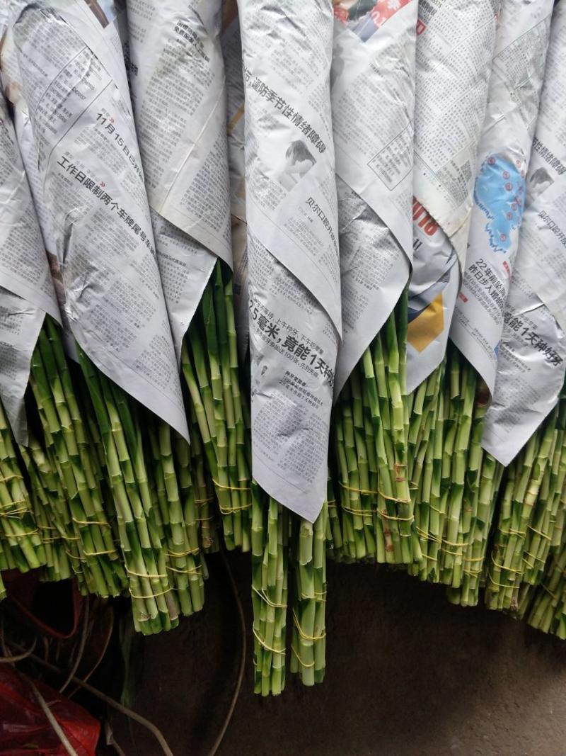 精品红竹大中小富贵竹批发质量保证全国发货混搭500颗起批