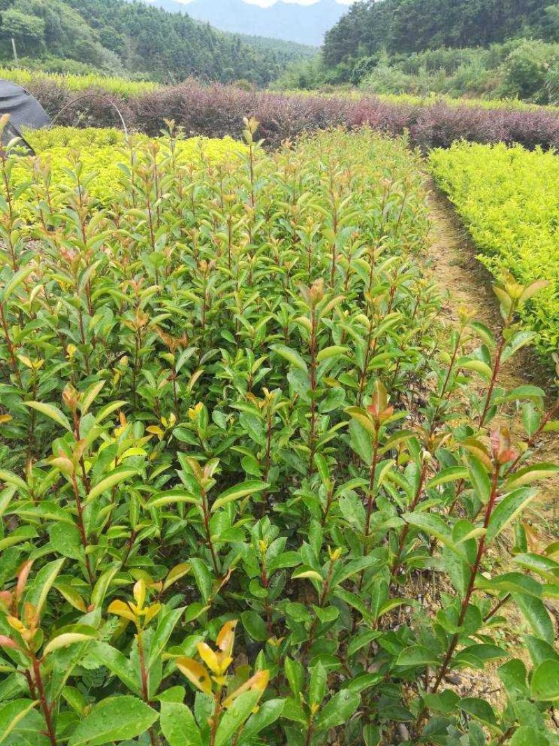红叶石楠等绿化苗一手货源价格美丽欢迎来电下单