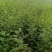 花椒苗1年苗质量保证现起现发提高成活率