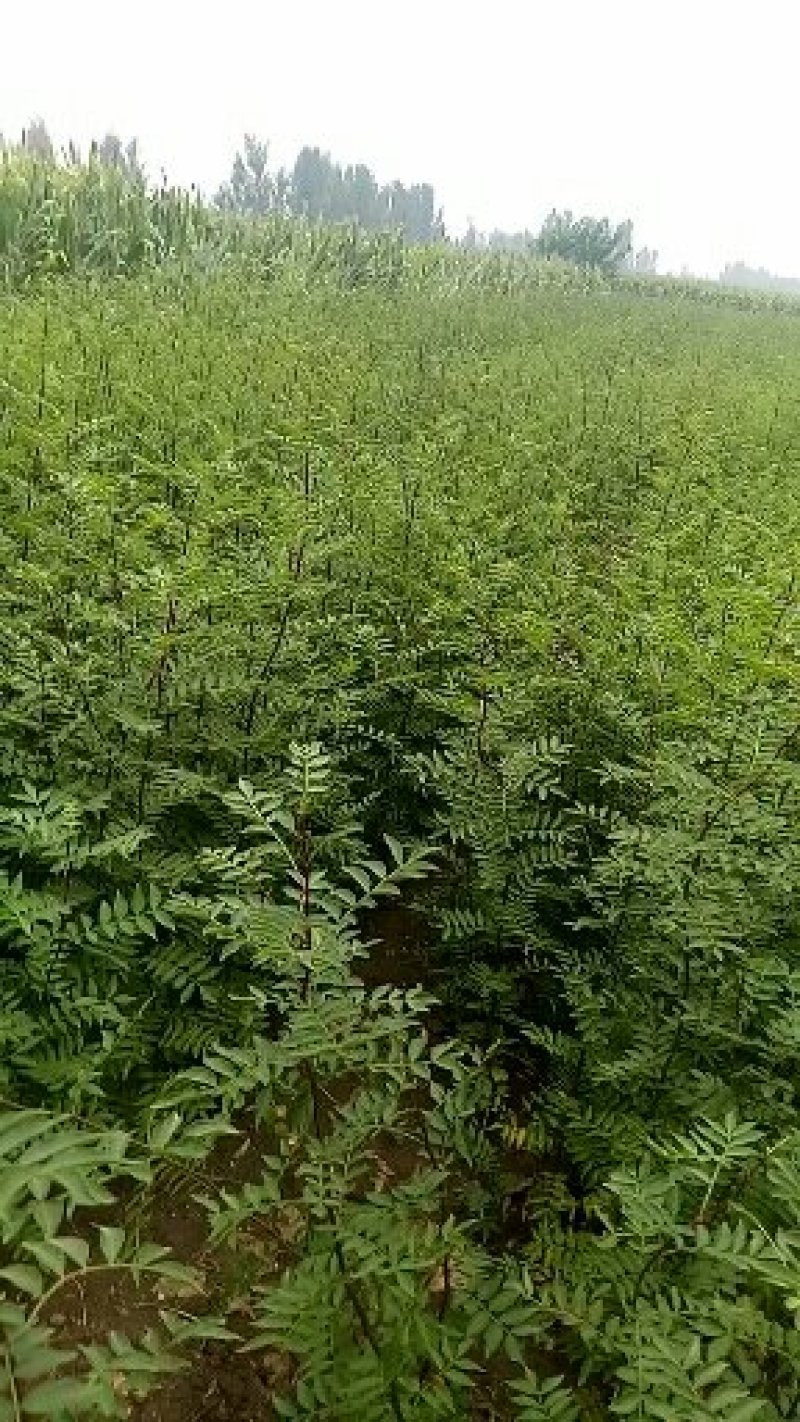 花椒苗1年苗质量保证现起现发提高成活率