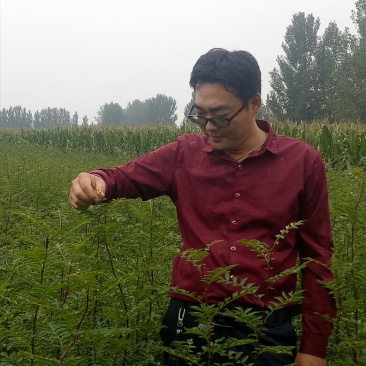 花椒苗1年苗质量保证现起现发提高成活率
