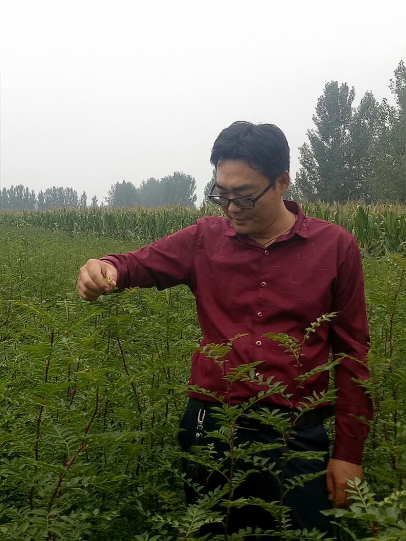 花椒苗1年苗质量保证现起现发提高成活率