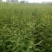 花椒苗1年苗质量保证现起现发提高成活率