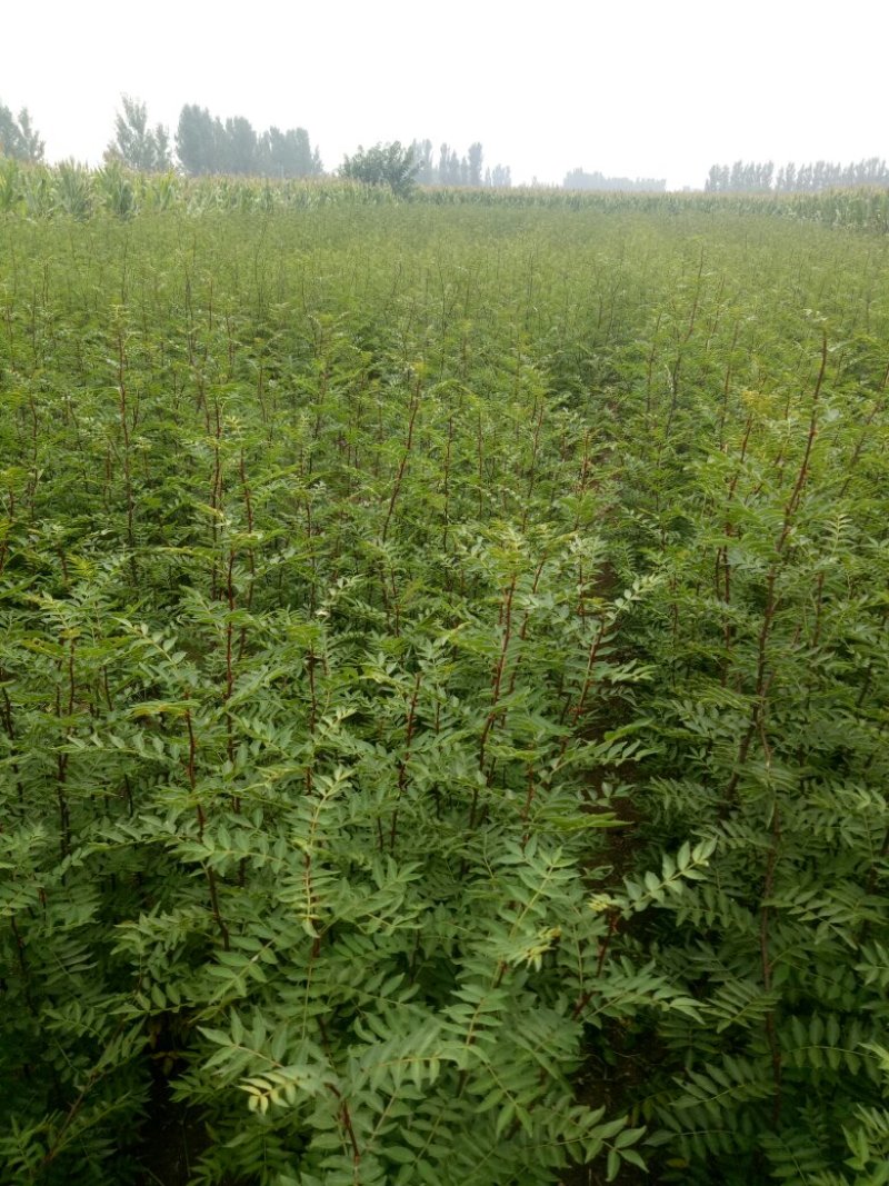 花椒苗1年苗质量保证现起现发提高成活率