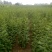 花椒苗1年苗质量保证现起现发提高成活率