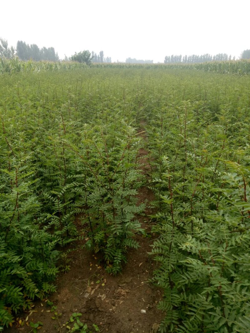 花椒苗1年苗质量保证现起现发提高成活率