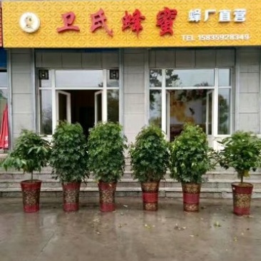 愿我们的生活像蜜一样甜！