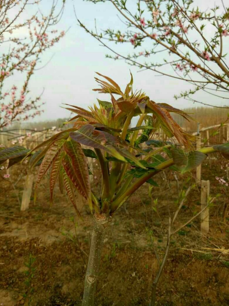 红油香椿苗当年见效益质量保证