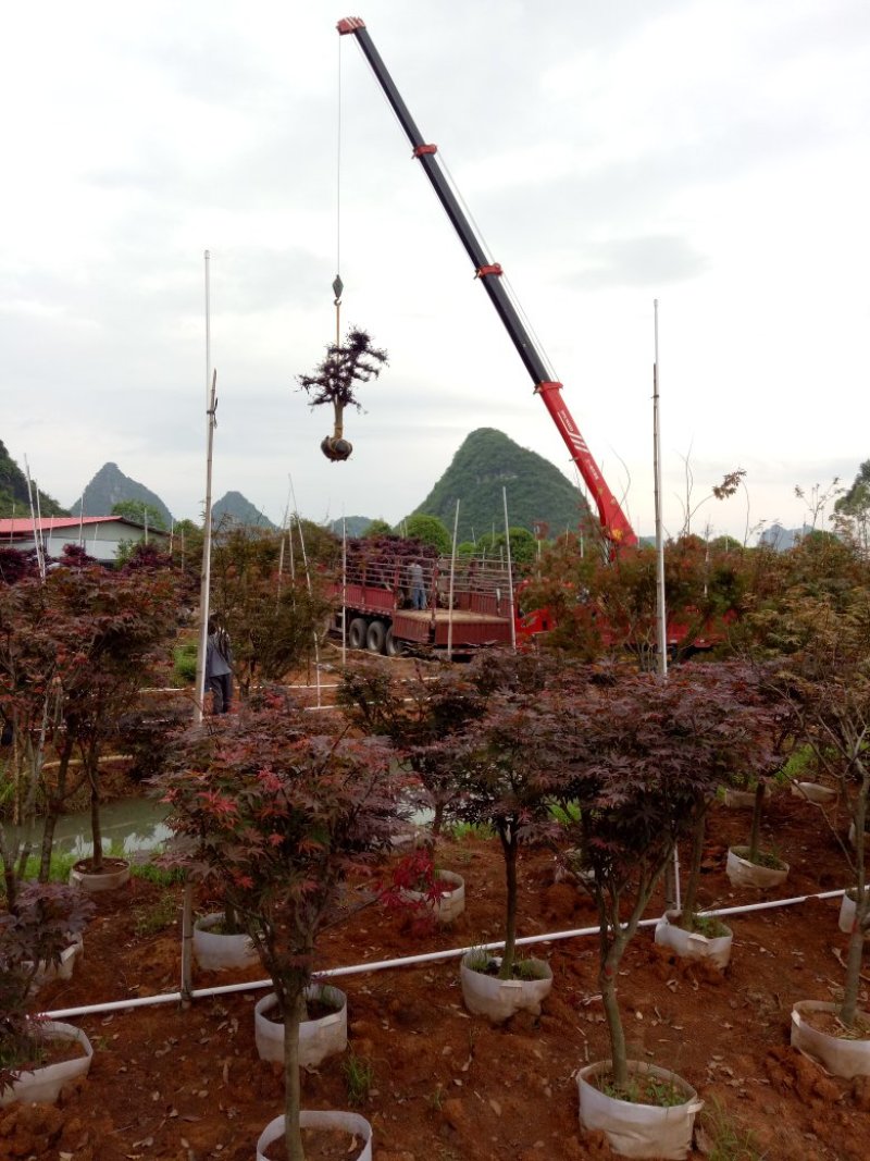 红继木桩造型