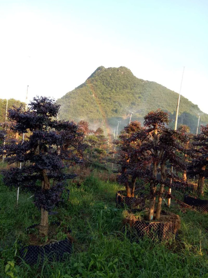 红继木桩造型