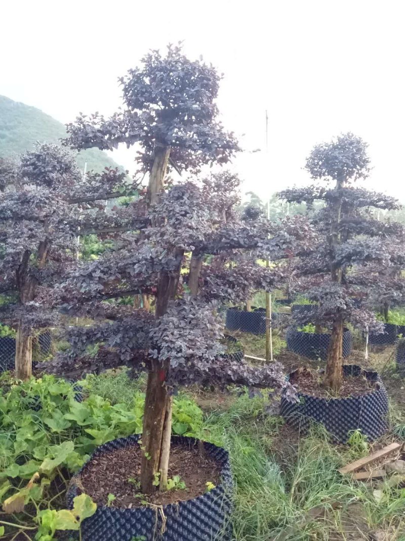 红继木桩造型