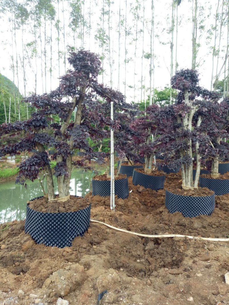 红继木桩造型
