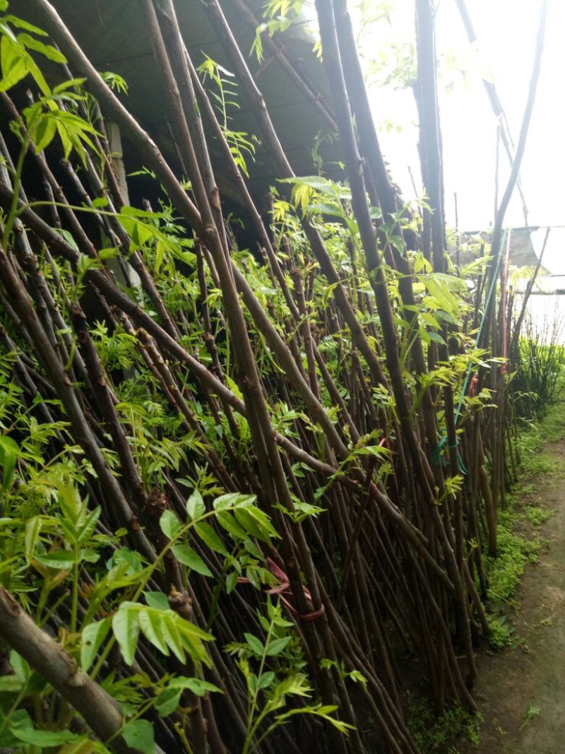 香椿红油香椿苗自家苗欢迎订购
