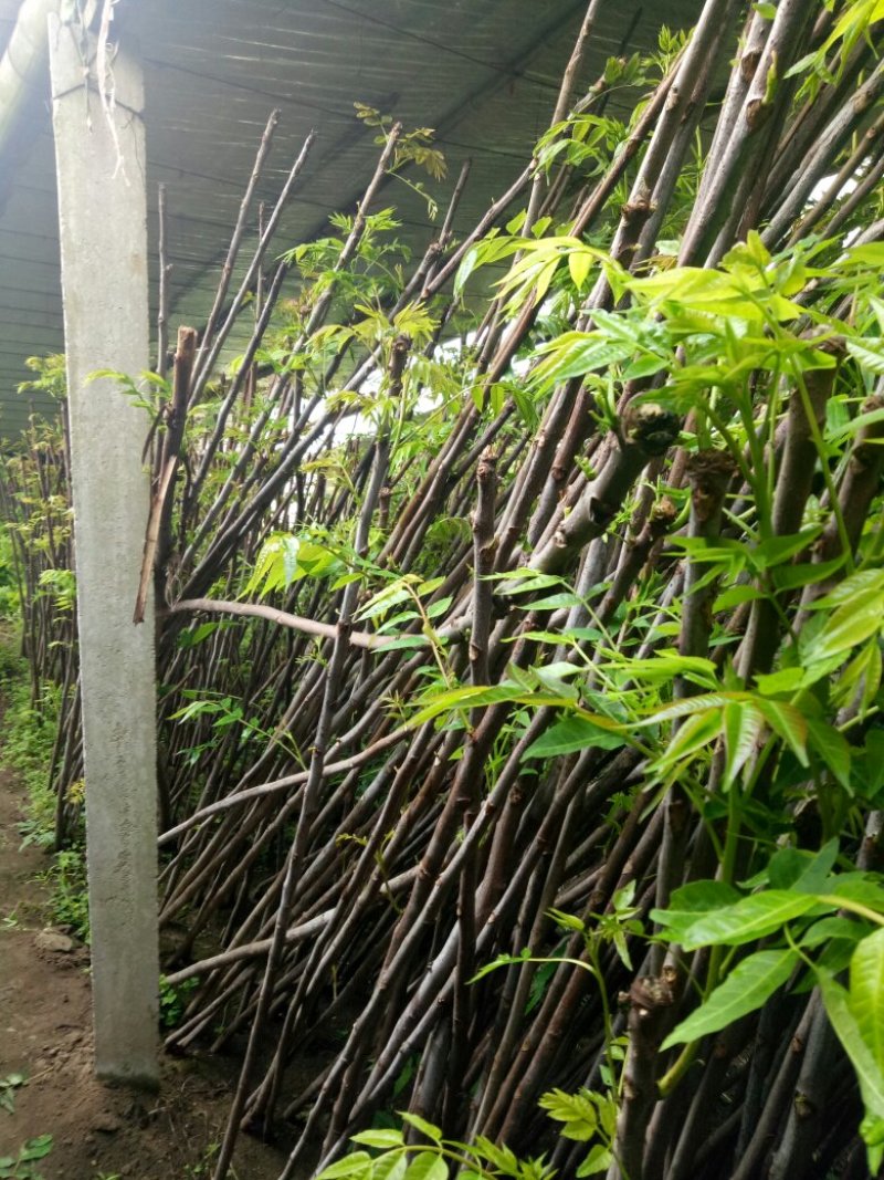 香椿红油香椿苗自家苗欢迎订购
