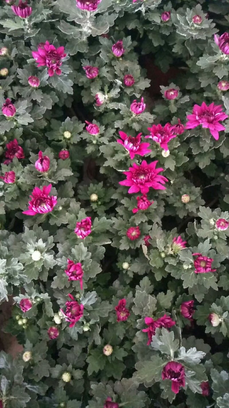 菊花苗
