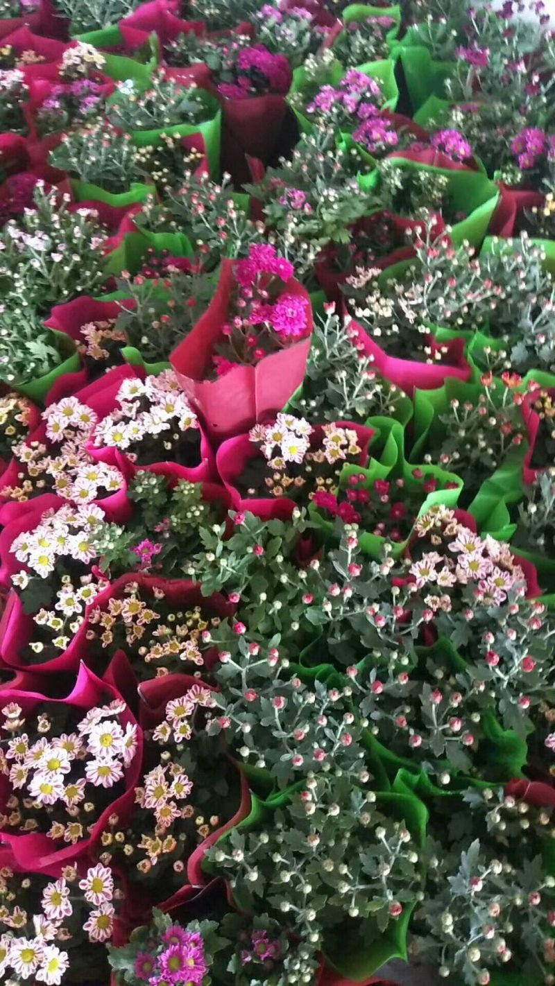菊花苗