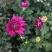 菊花苗